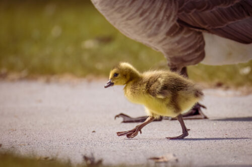 Canadian Gosling