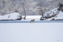 Coyote on Ice Coyote on Ice