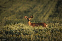 Mule Deer in Grain Field Mule Deer in Grain Field
