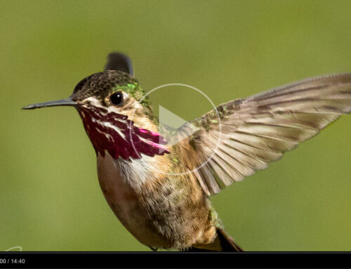 Flight of the Hummingbirds