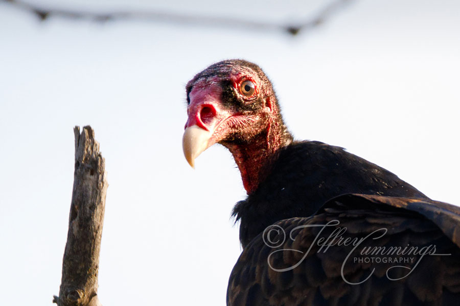 turkey vulture