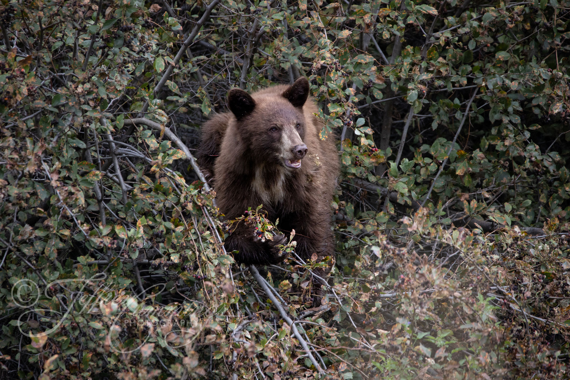 Bear-in-Berries-print-1