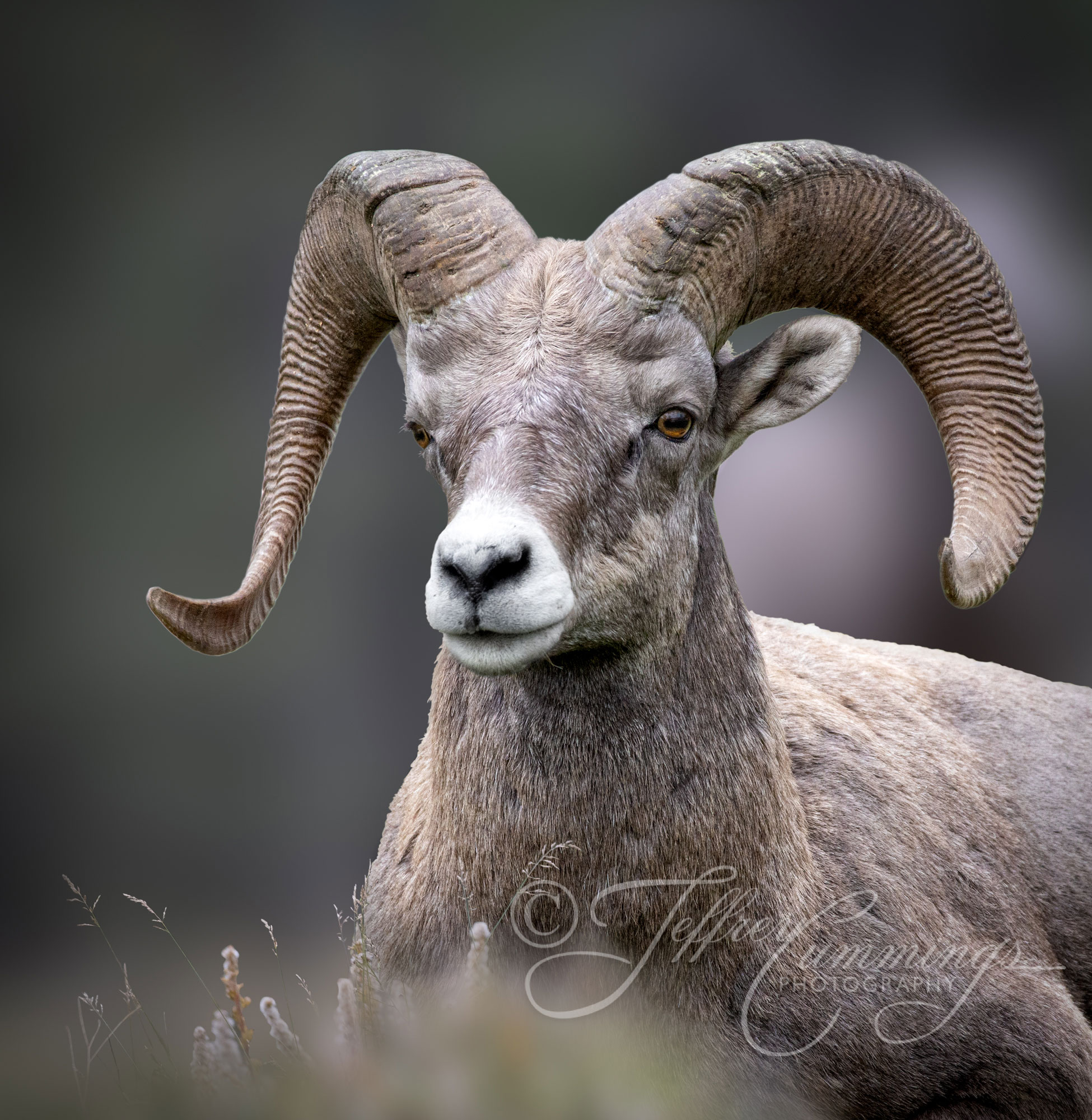 Big-Horn-Print-1