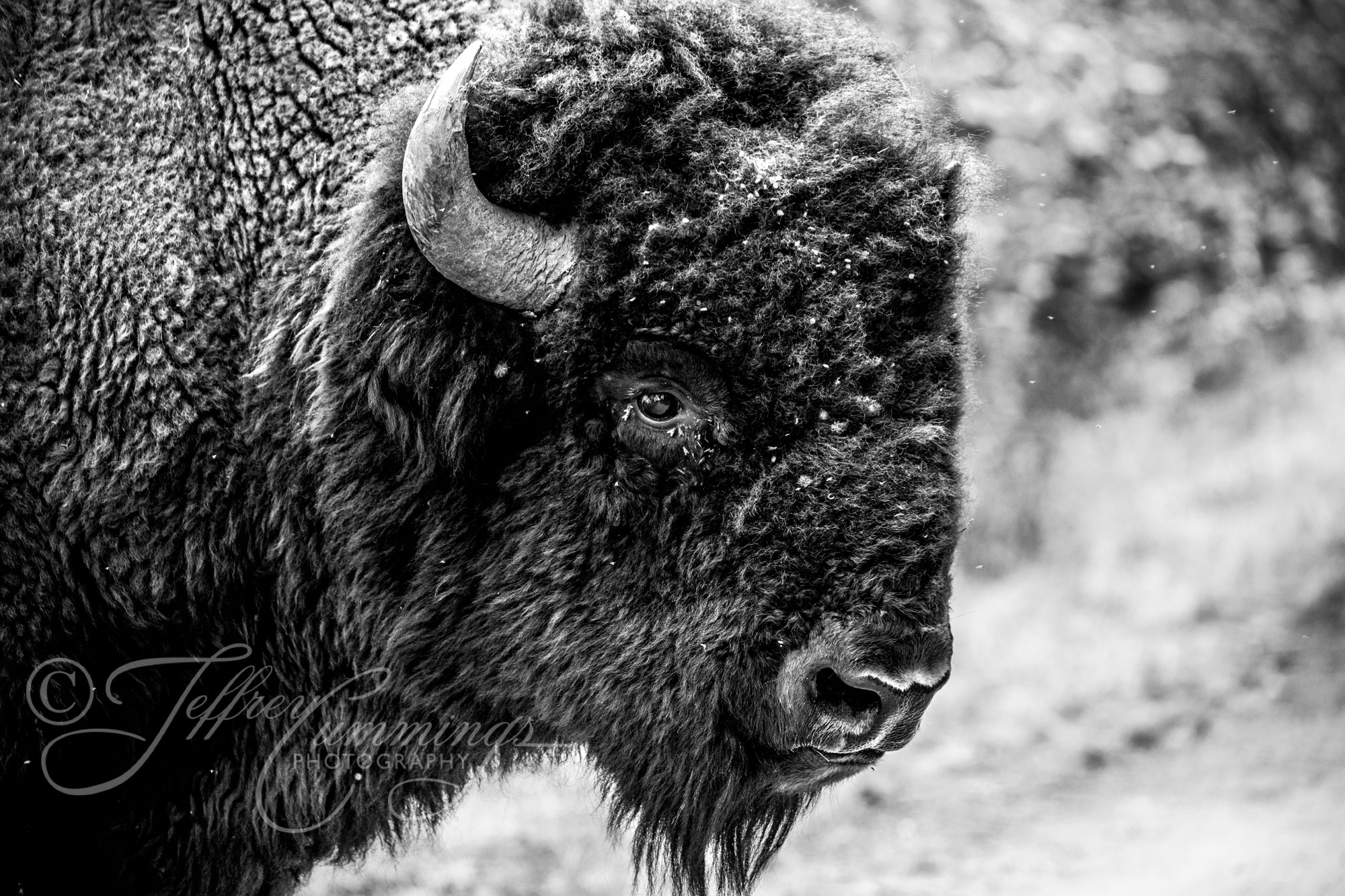 Bison-print-1
