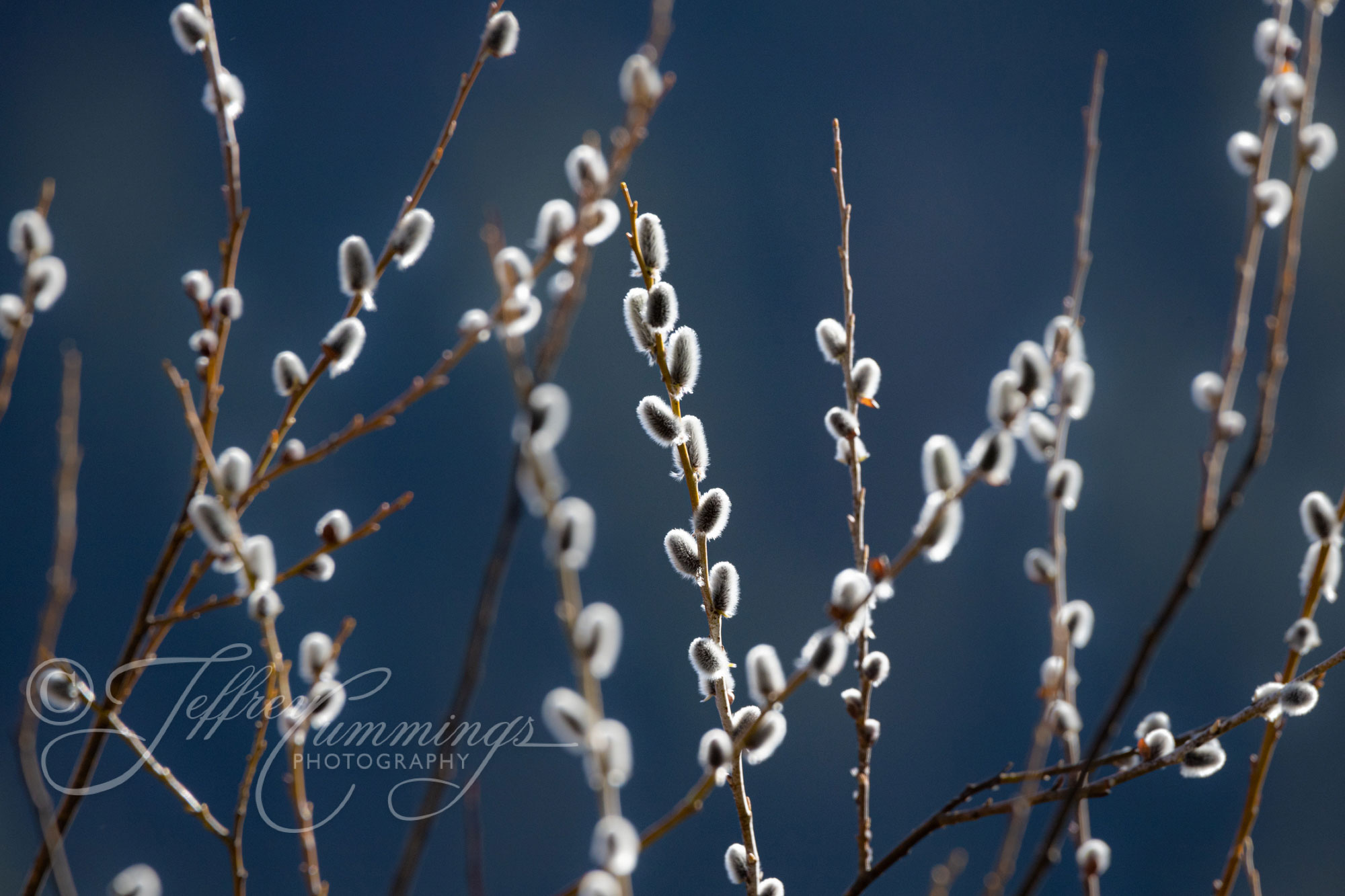 Budding-Willows-print-1