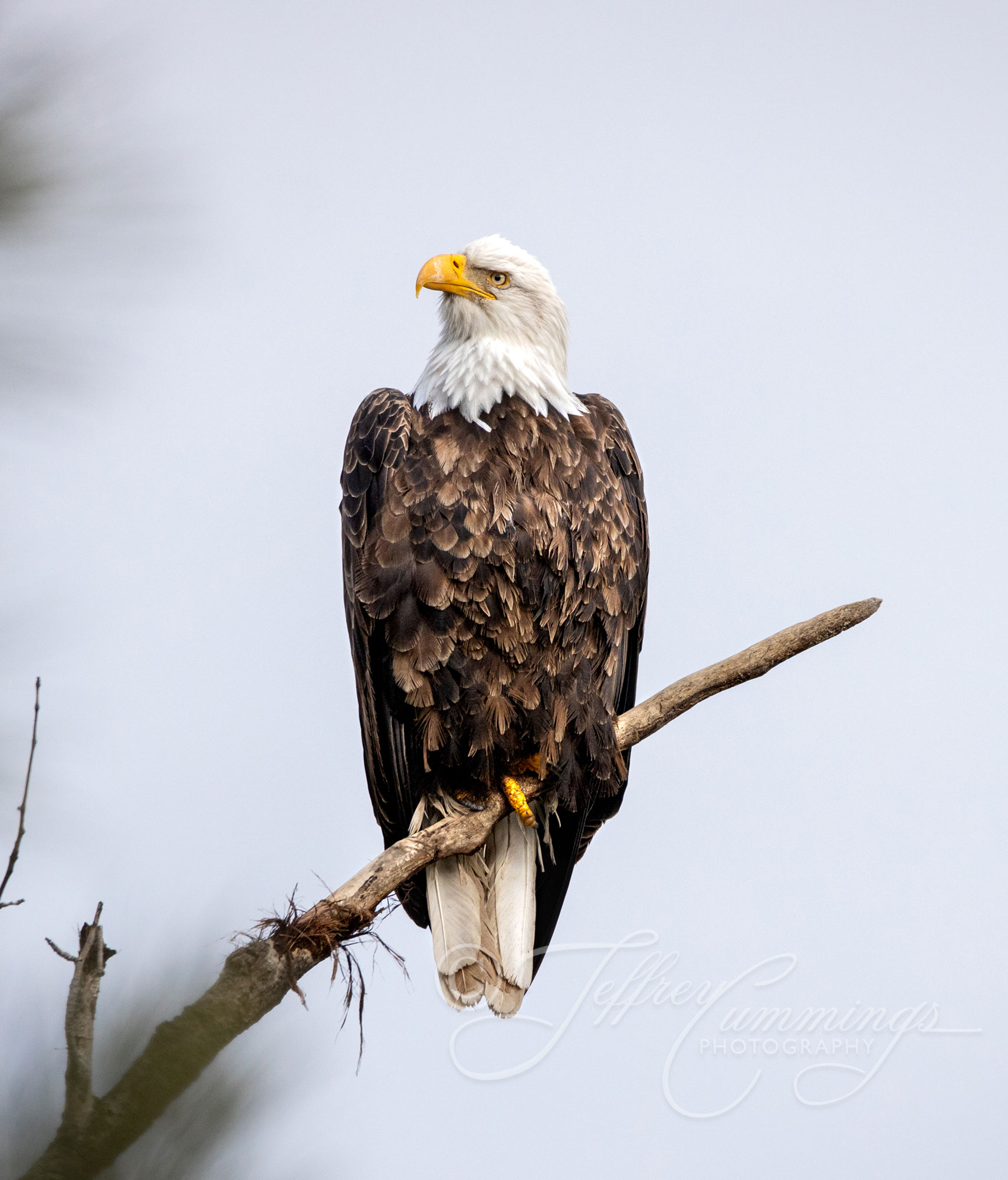 Curious-Bald-Eagle-print-1