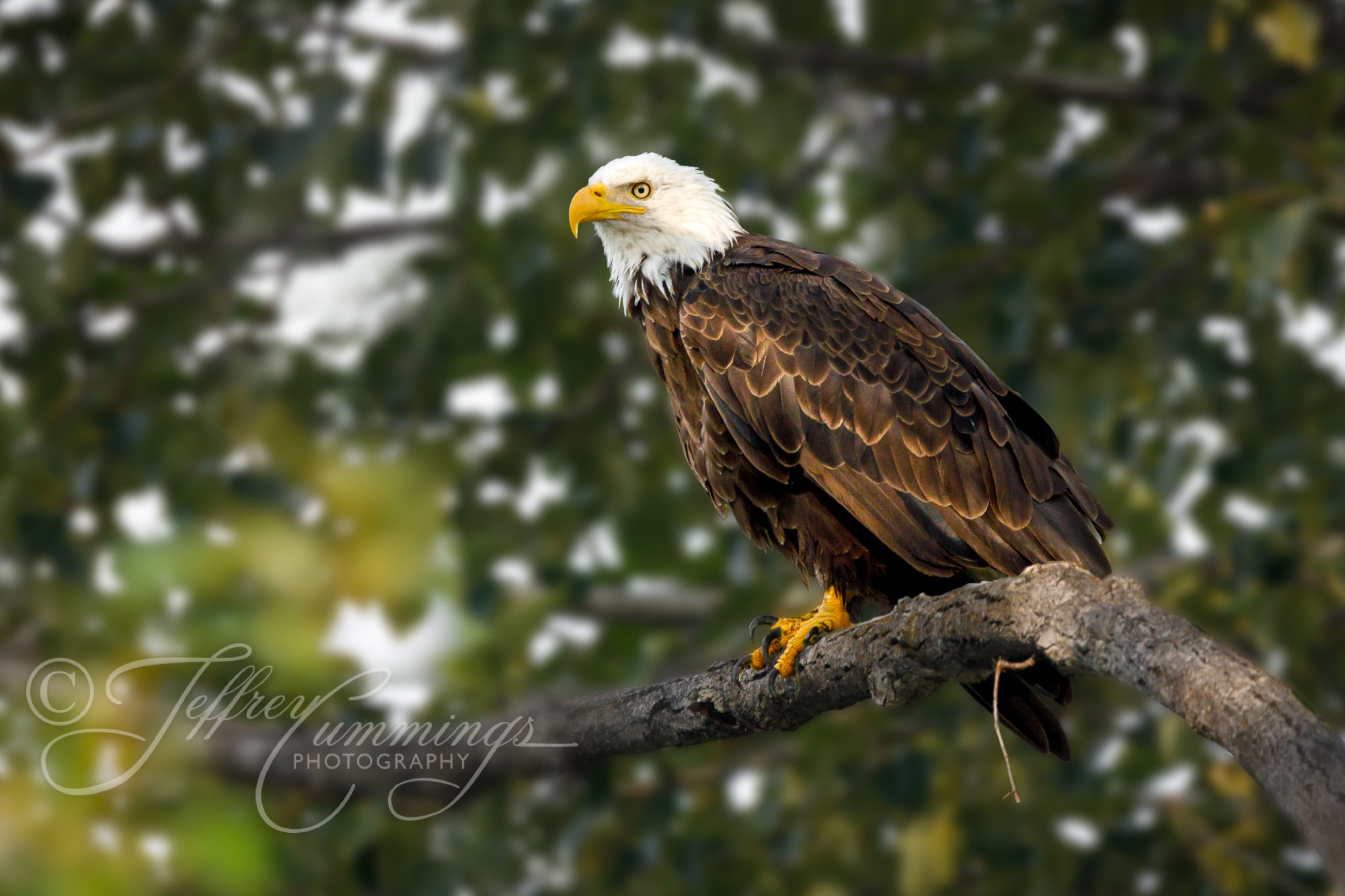 Eagle-Perch-print-1