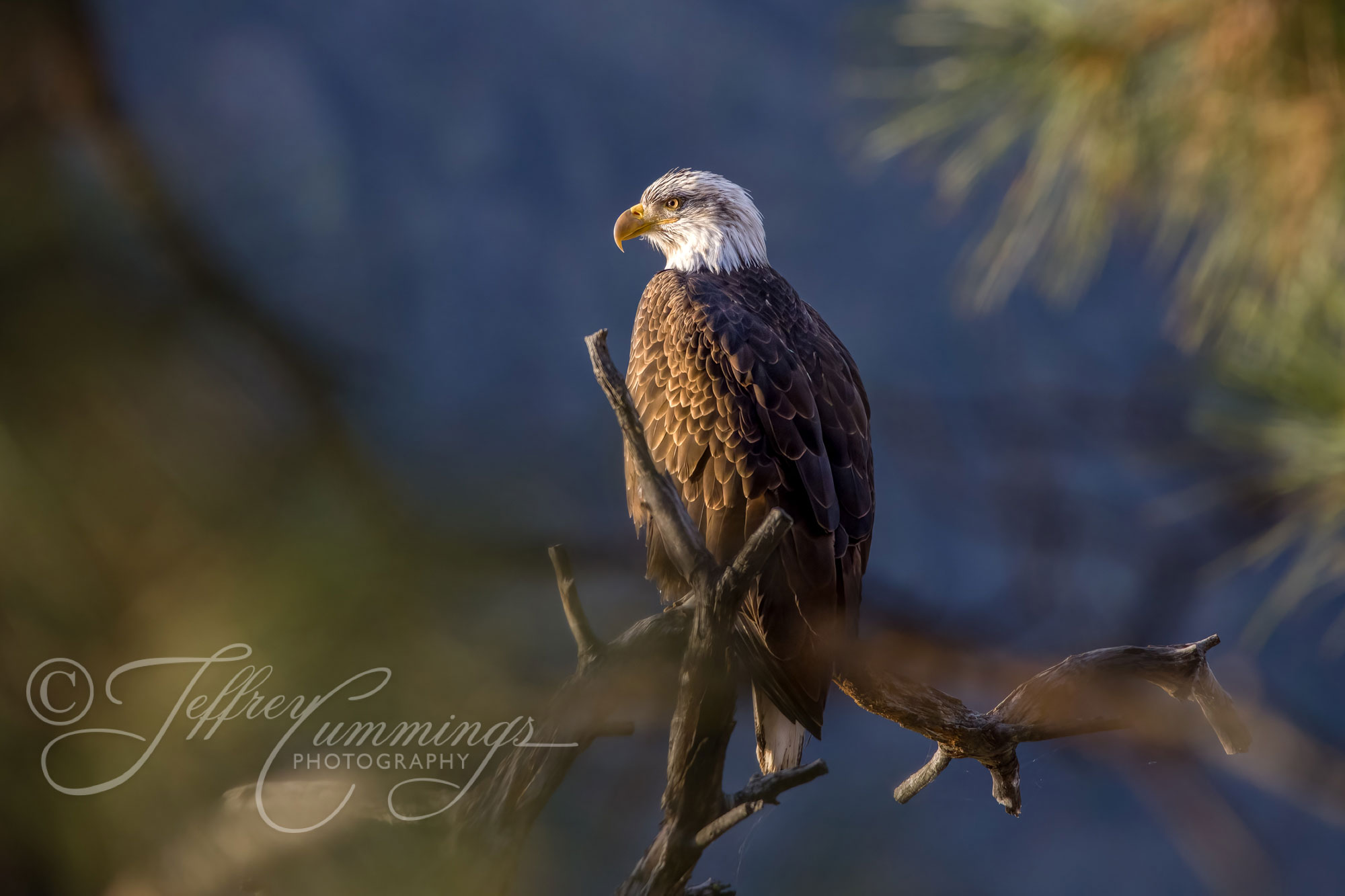 Eagle-sunrise-print-1