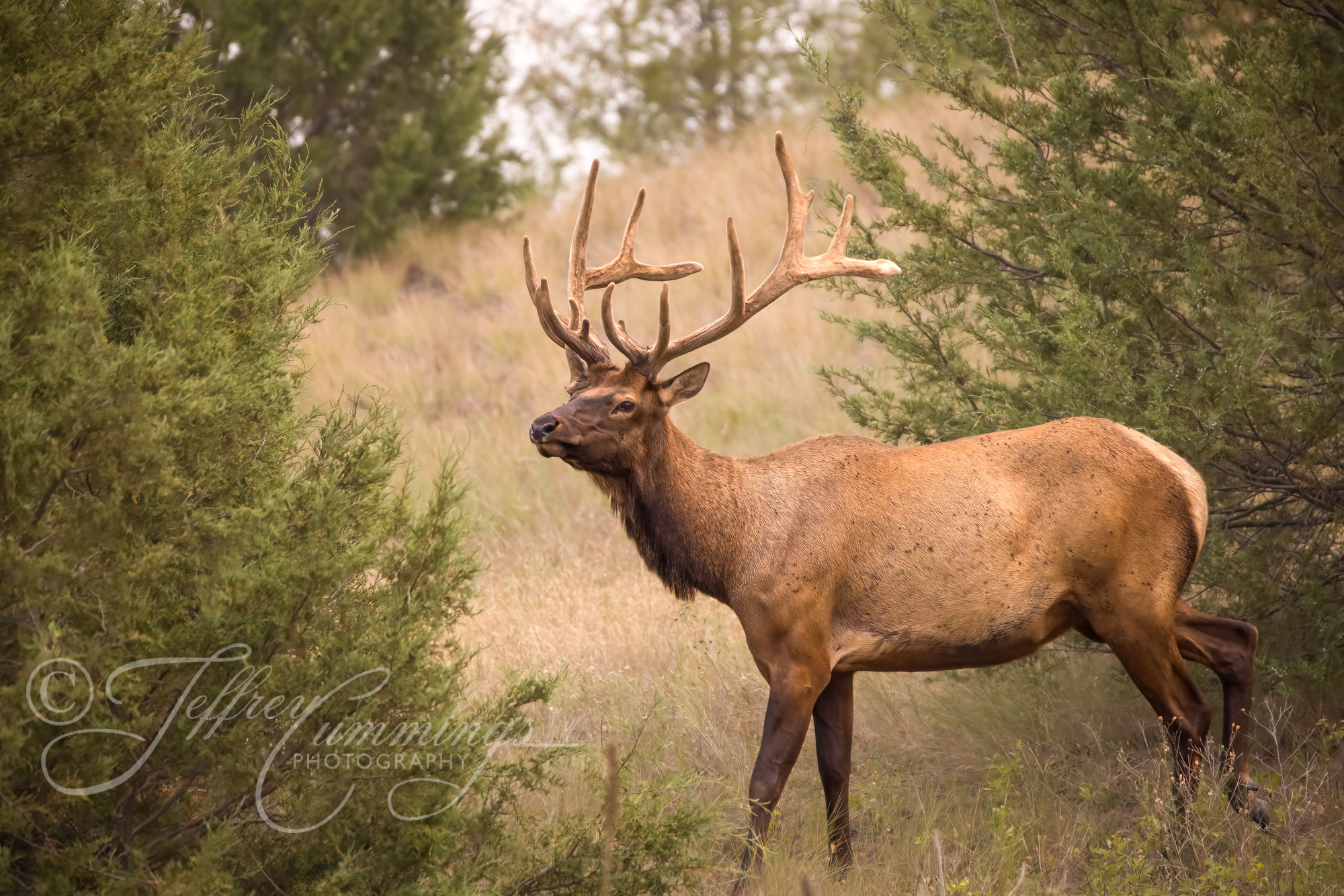 Elk-Alert-print-1