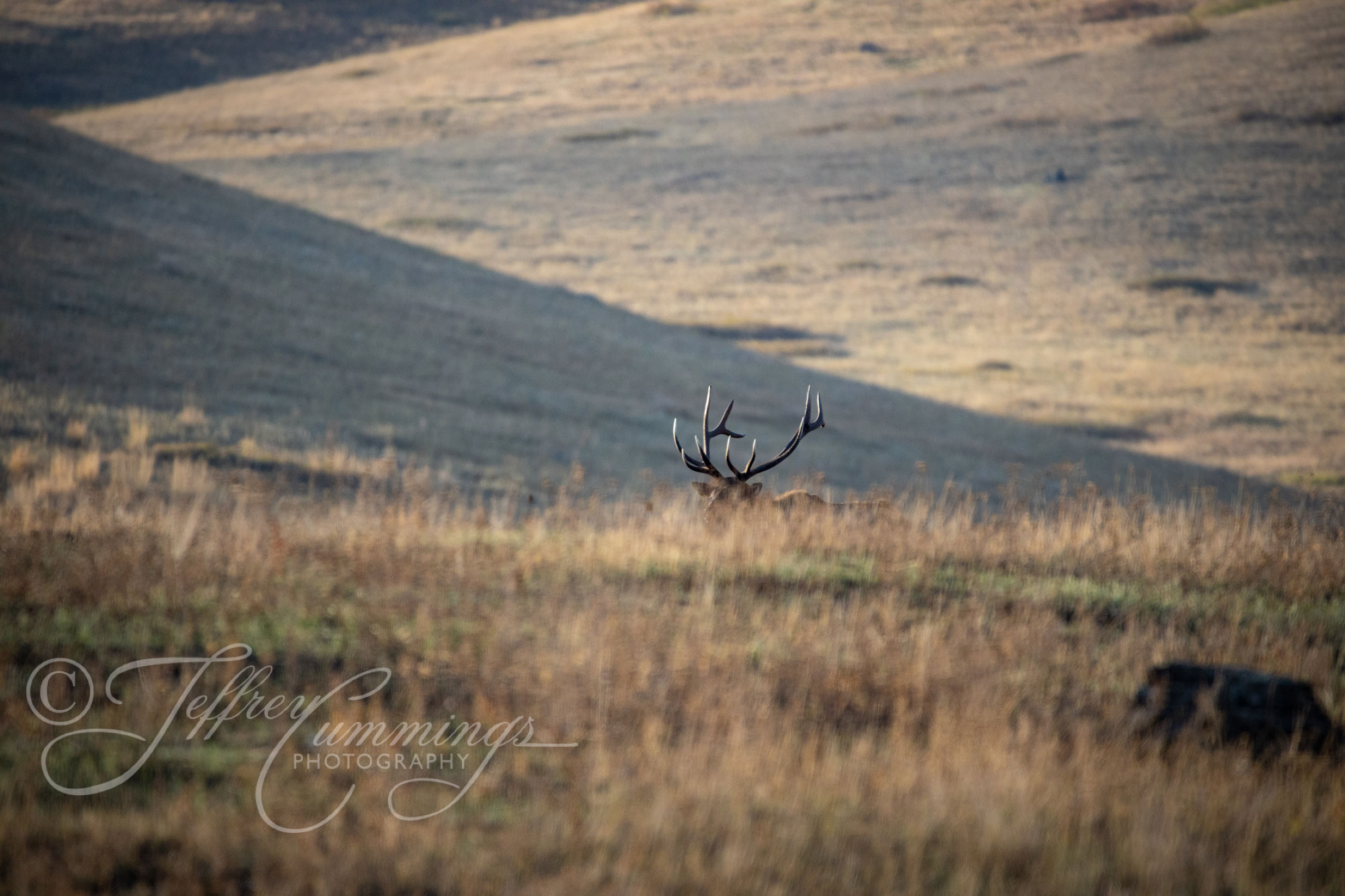 Elk-Reveal-print-1