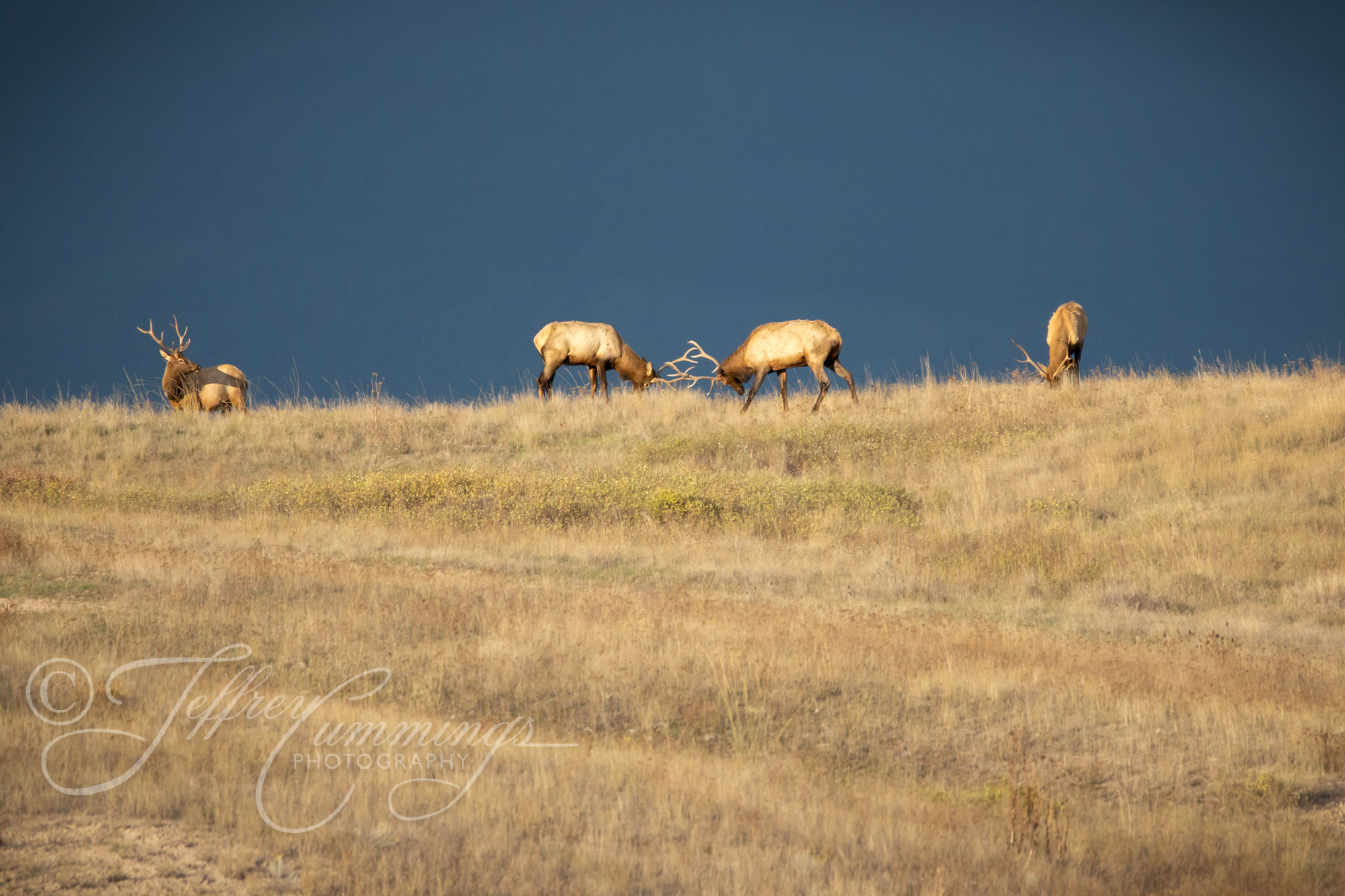 Elk-Sparring-print-1
