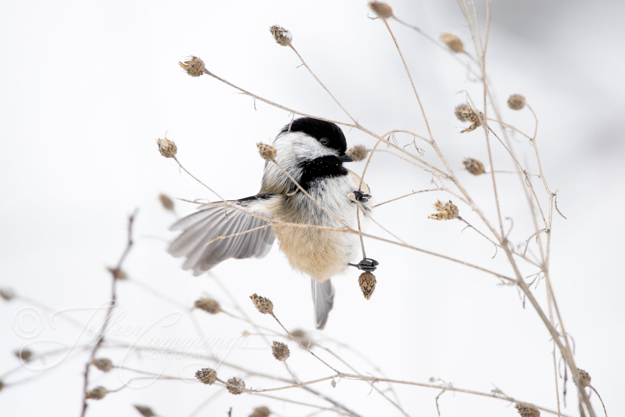Finding-Seeds-print-1