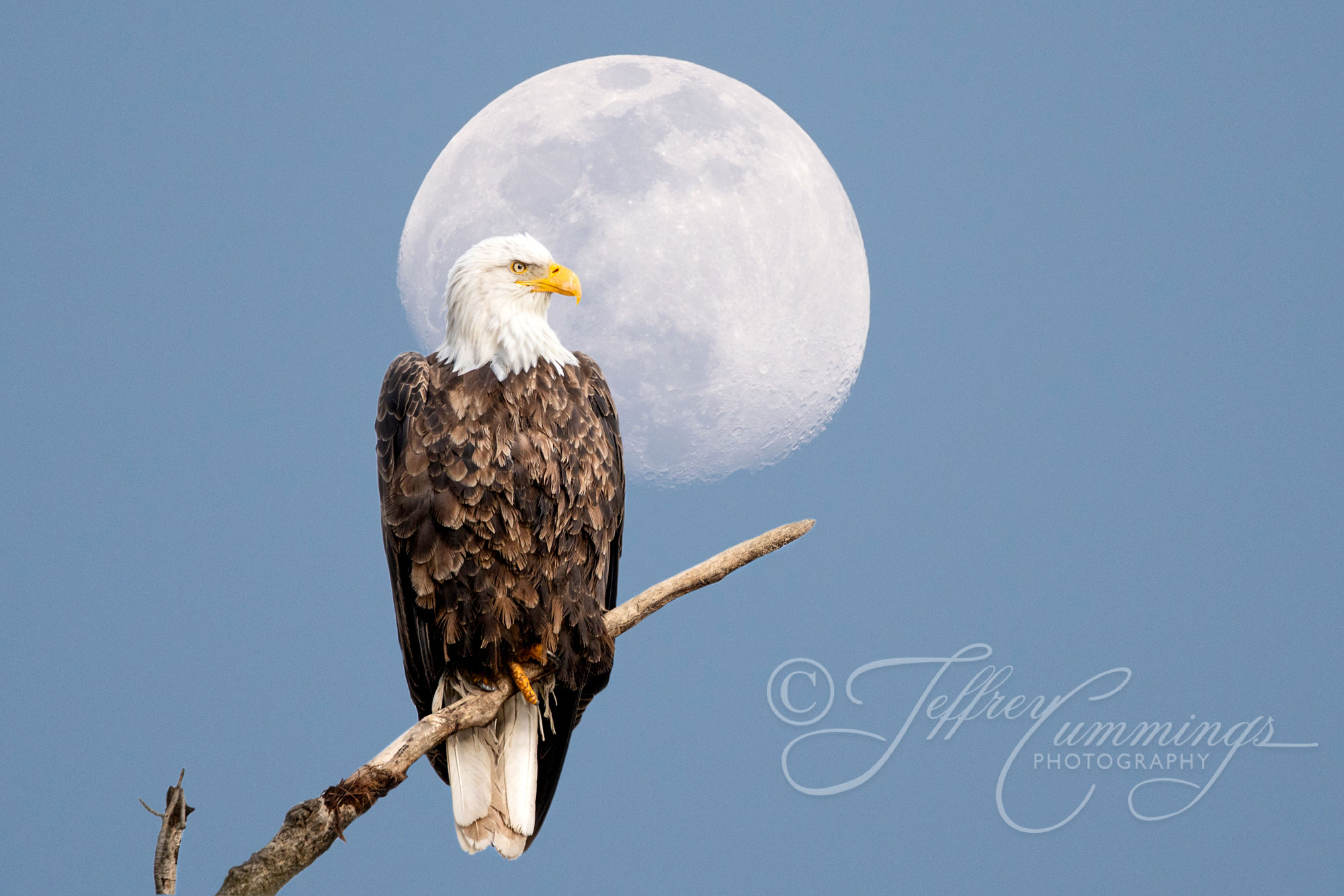 Majesty-print-1