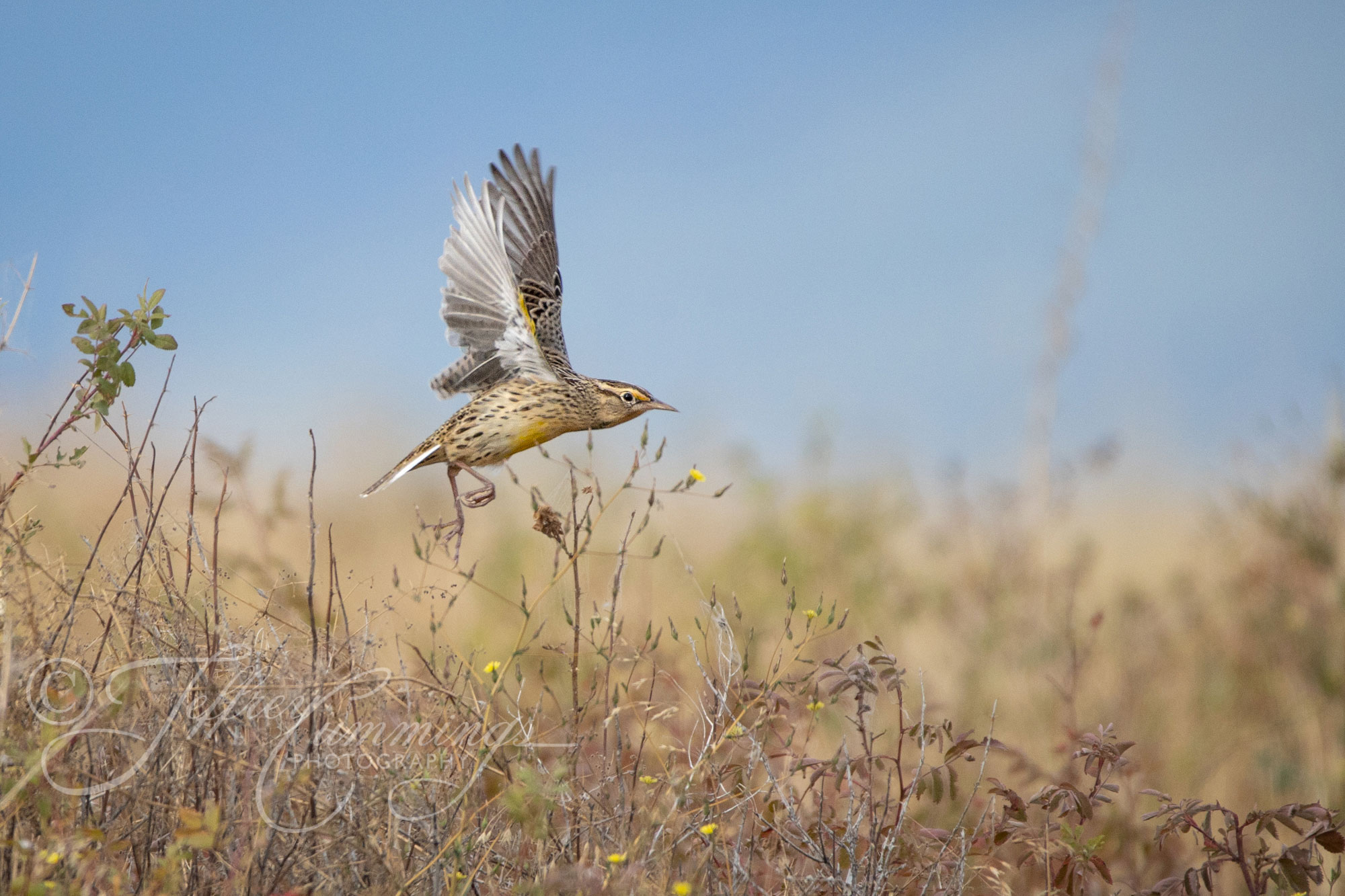 Meadow-Lark-print-1