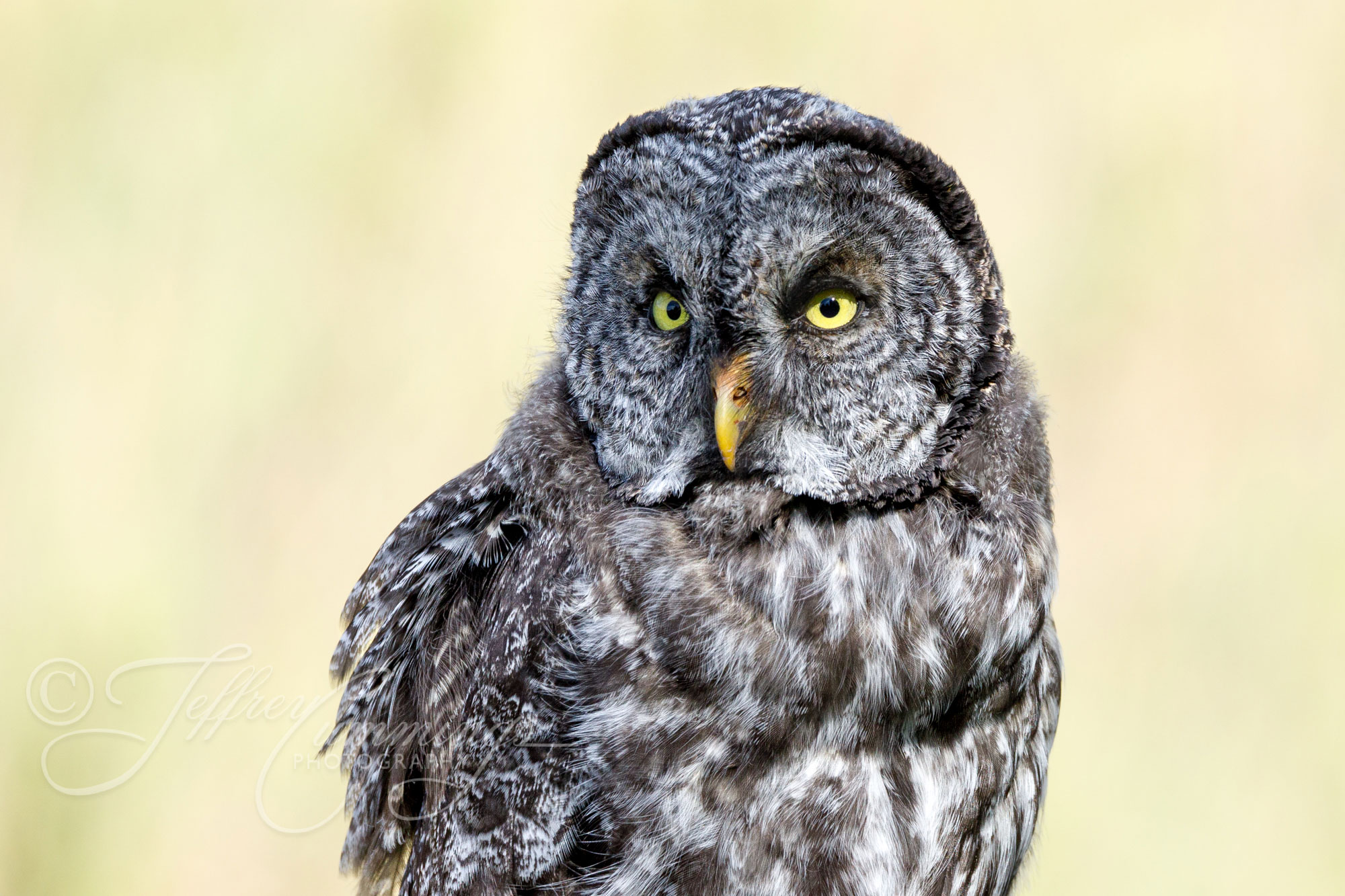 Owl-Eyes-print-1
