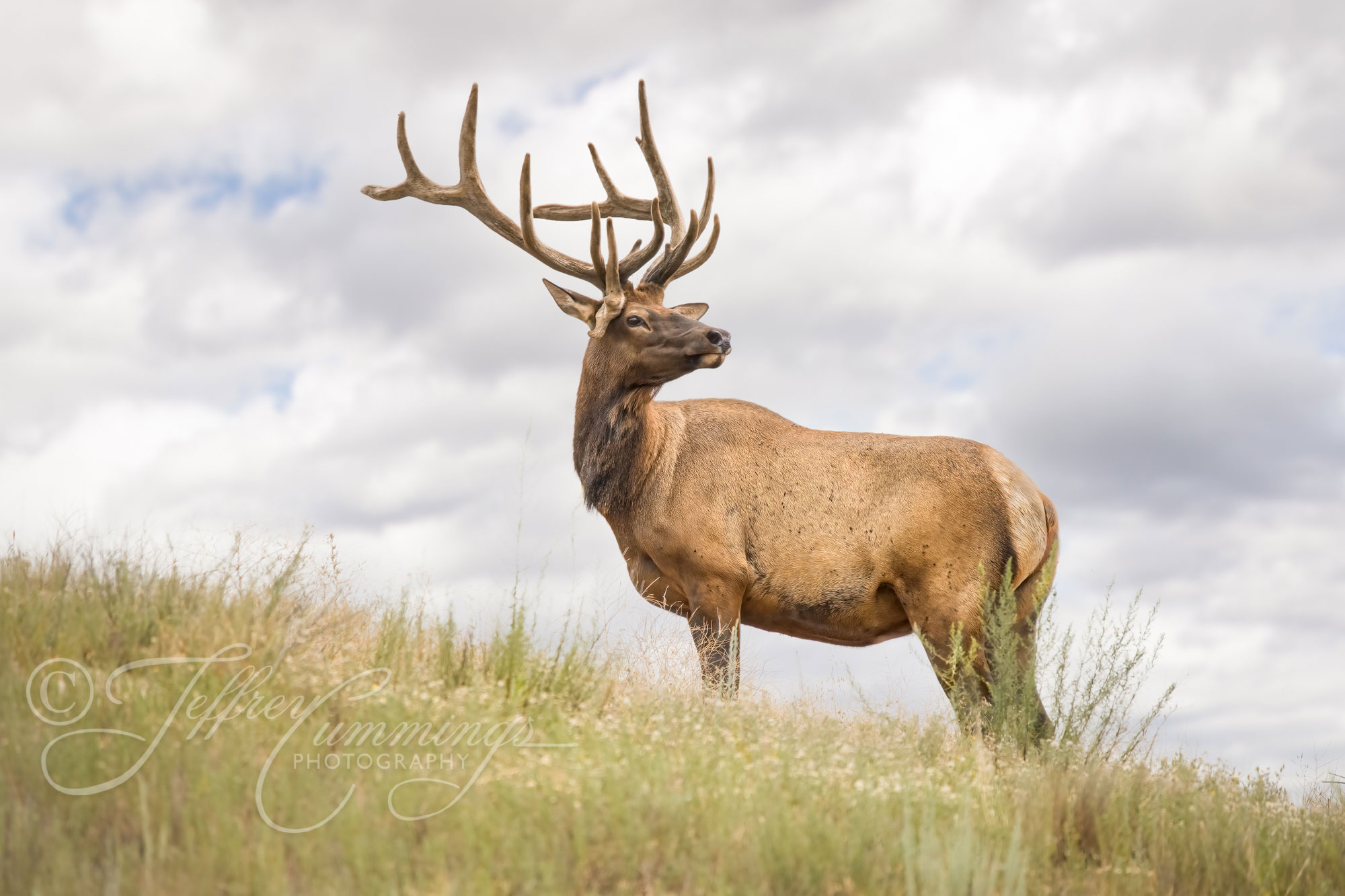 Regal-stand-print-1