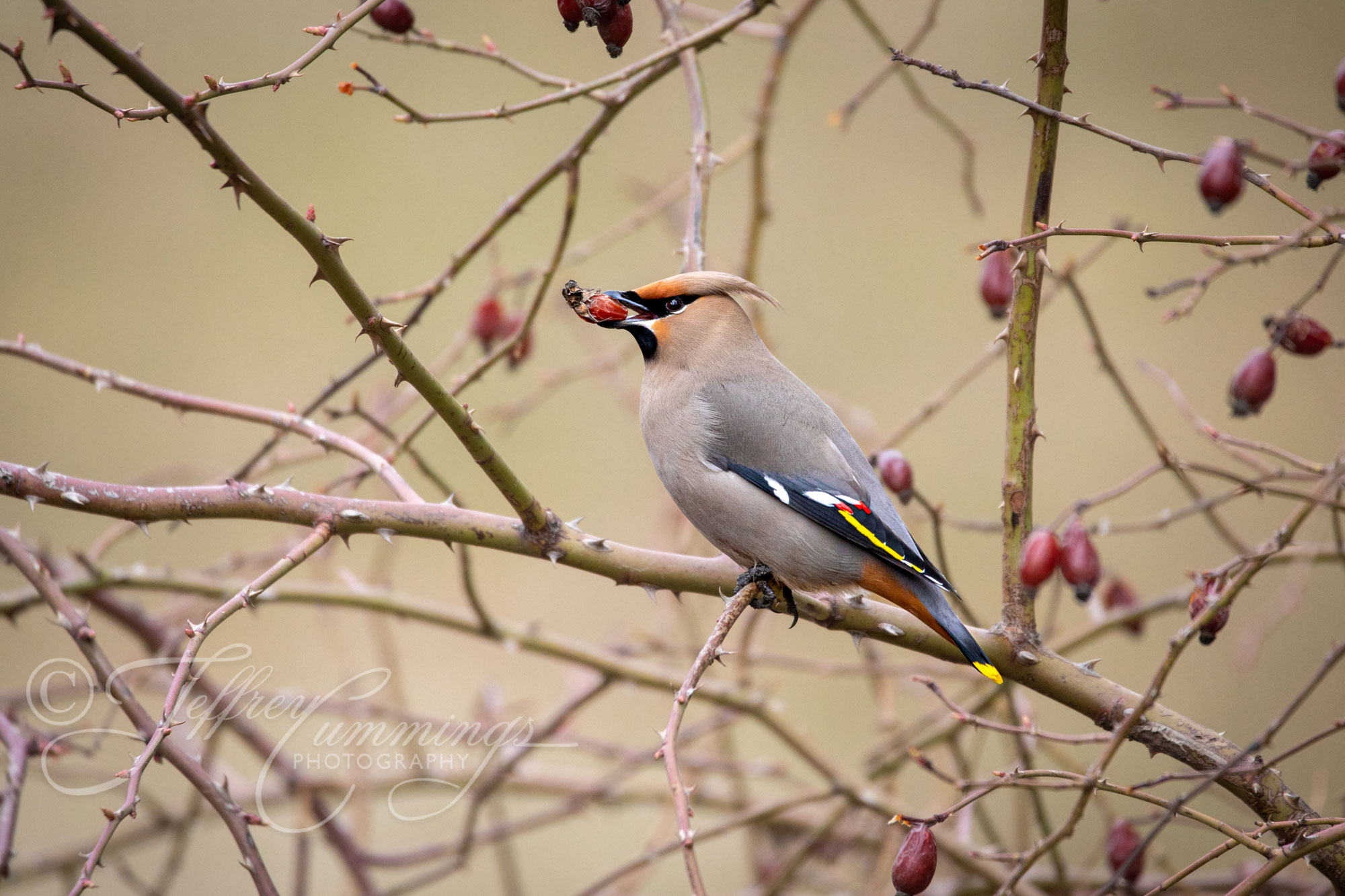 Waxwing-Berry-print-1
