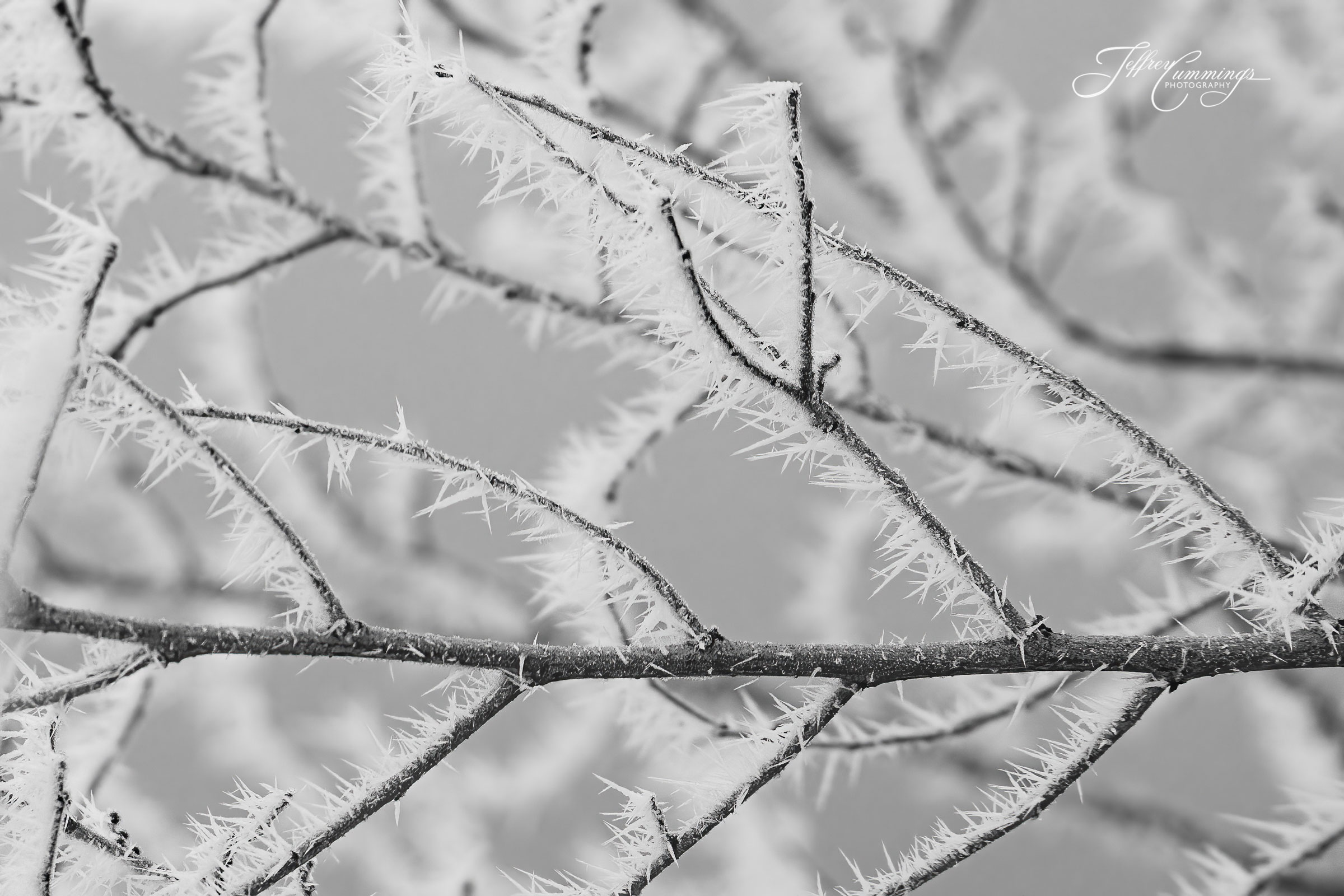 Ice-Thorns-1