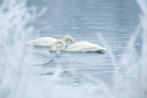 Companionship