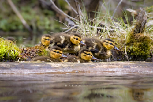 Harmony Ducklings