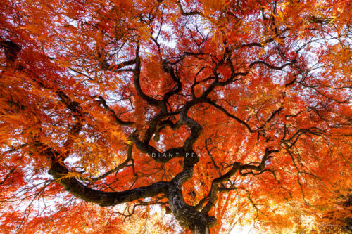 Radiant Peace