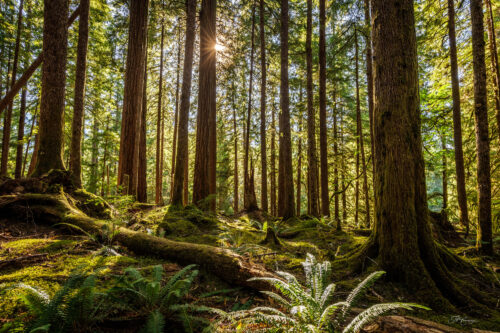 Olympic Rainforest