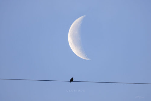 Glorious Moon and Bird