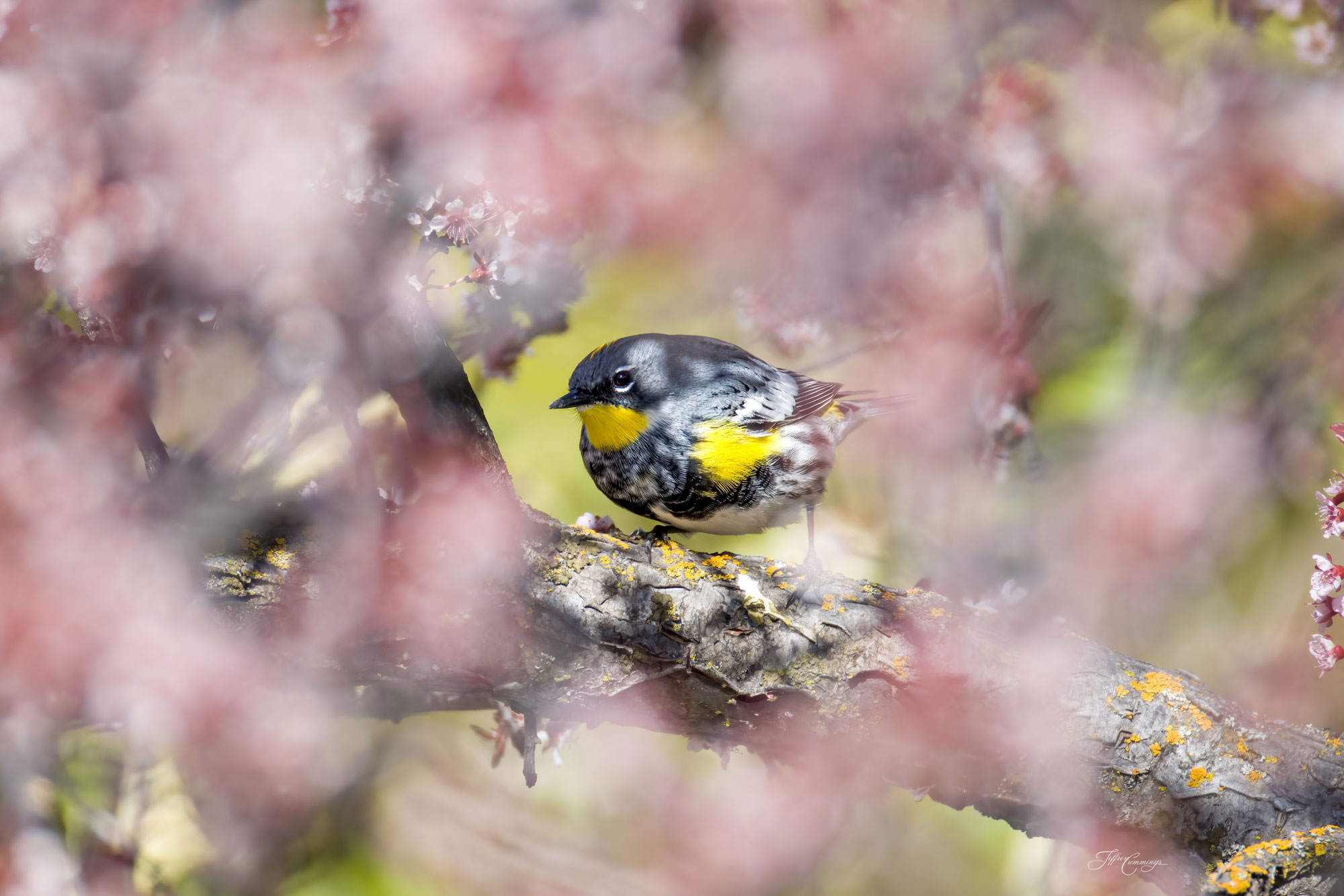 Yellow-rumped Warbler