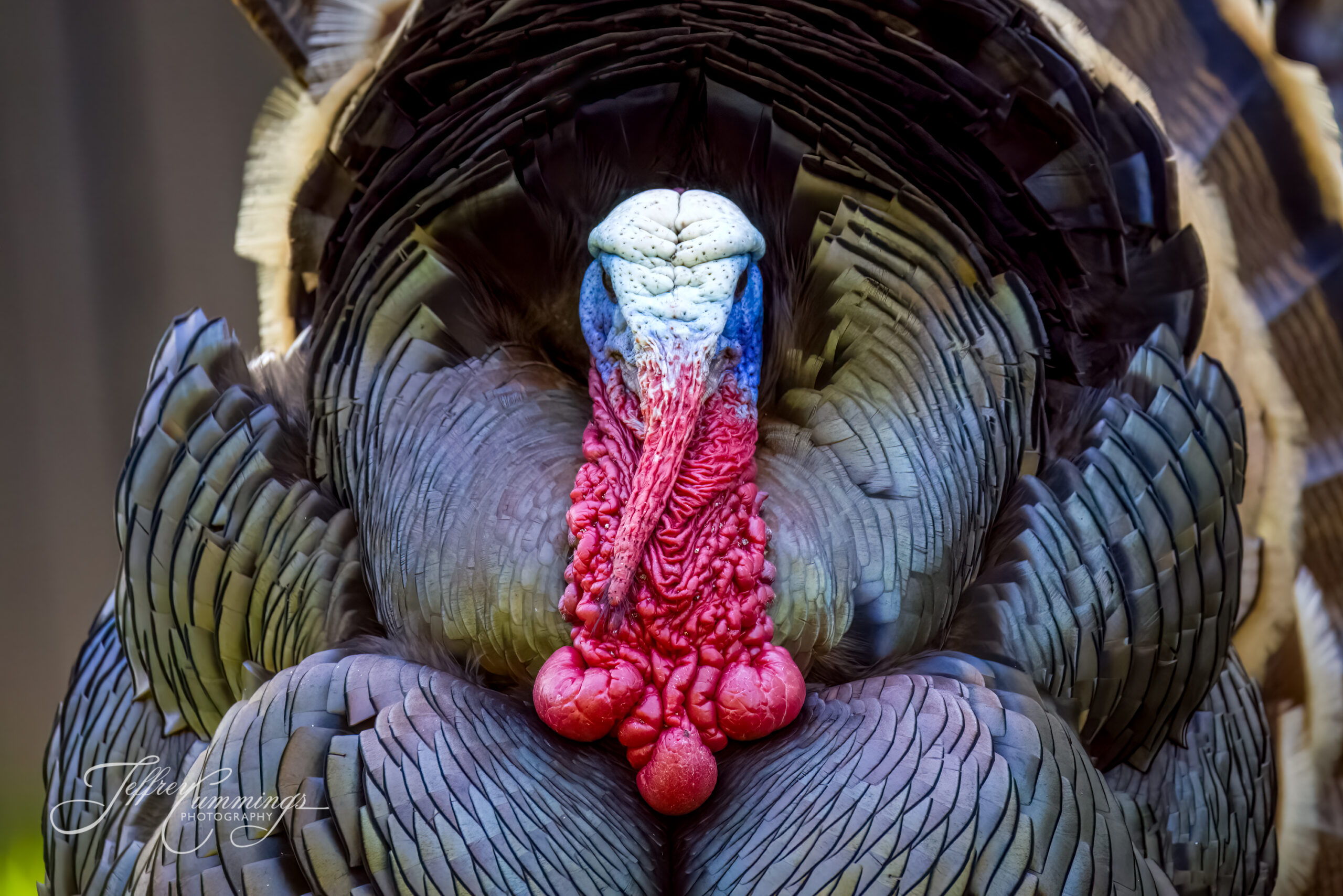 Wild Tom Turkey Portrait-1 Wild Turkey