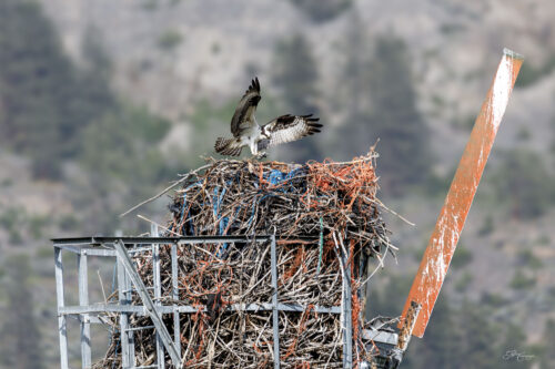 Osprey nest