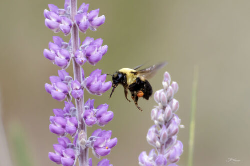 bumblebee in lupines
