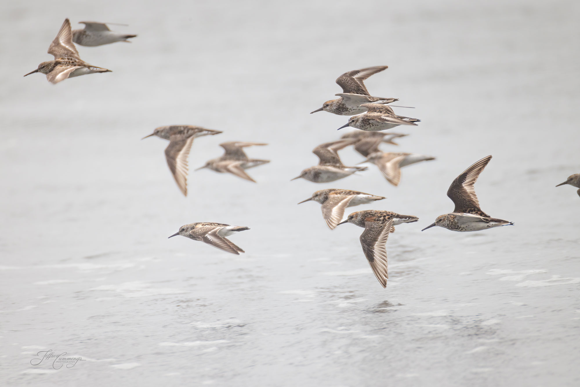 Western Sandpipers