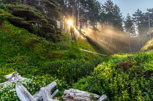 Joy in the Morning