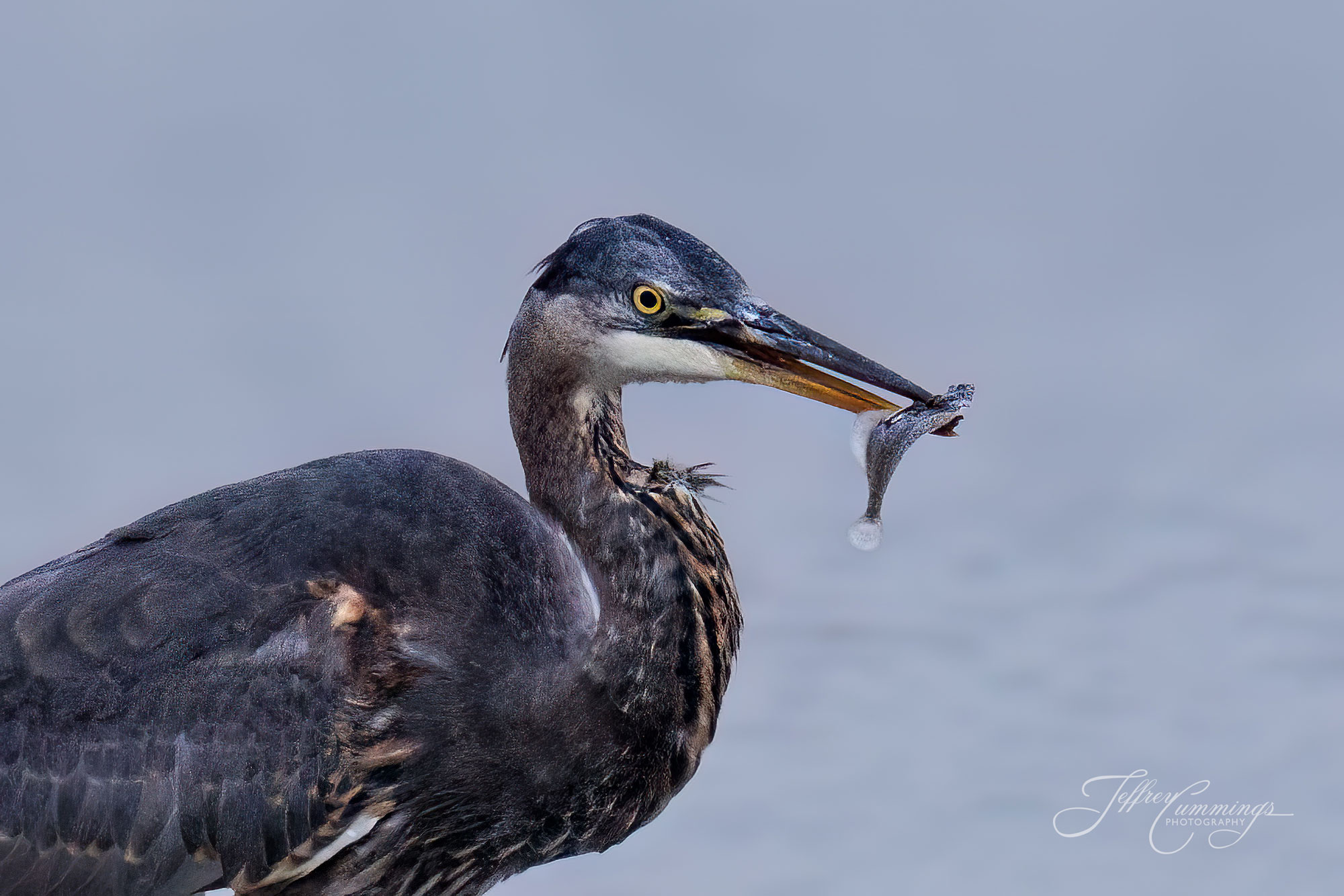 Great Blue Heron with Fish