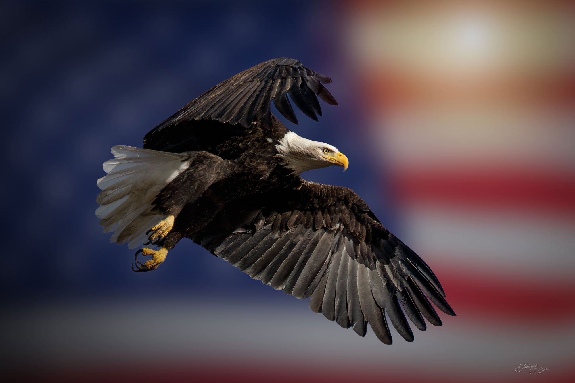 Bald Eagle Patriotism