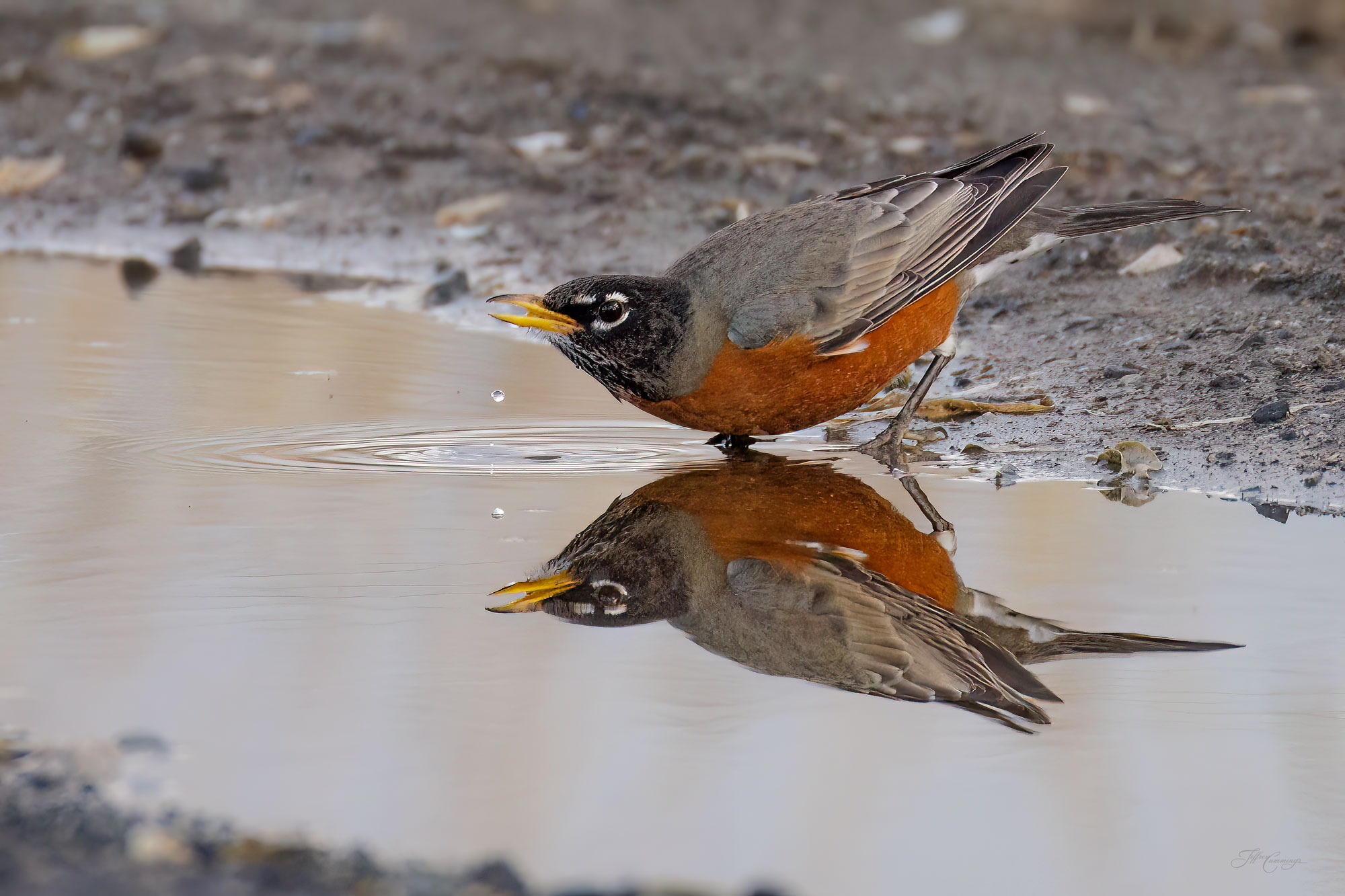 American Robin