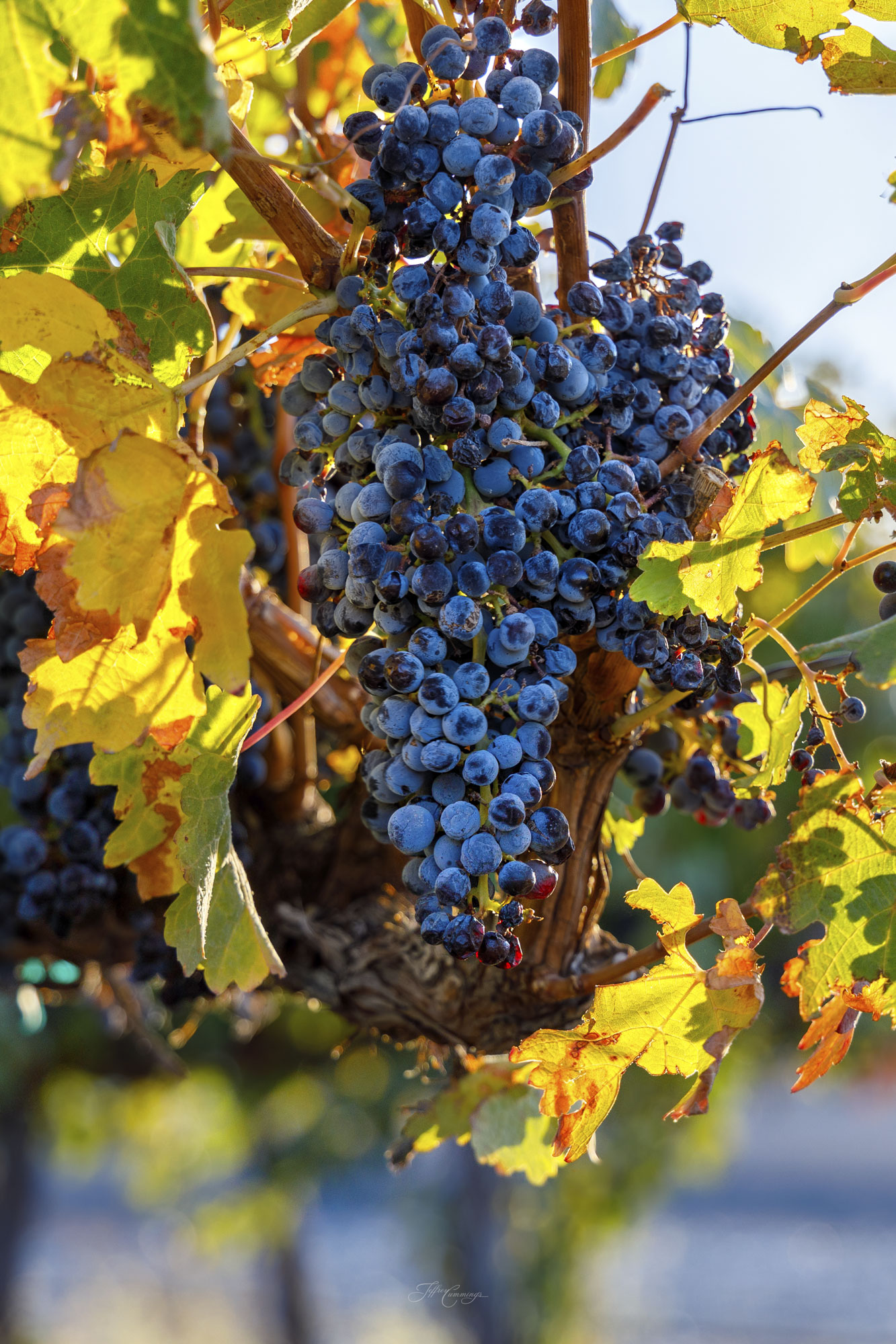 Grapes on the vine