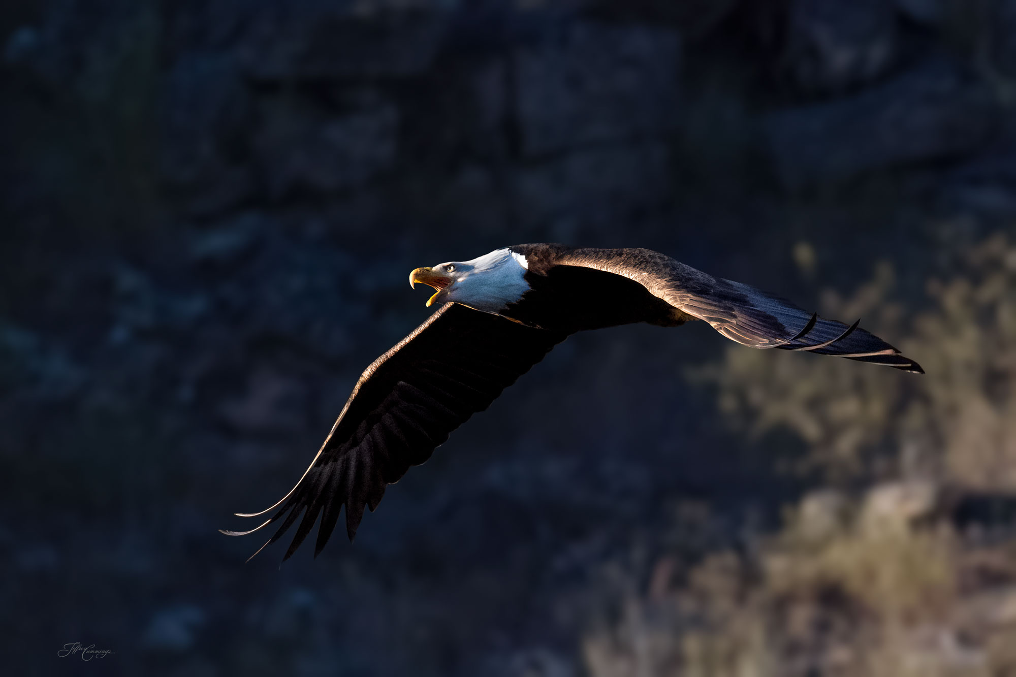 Bald Eagle in flight "Into the Light"