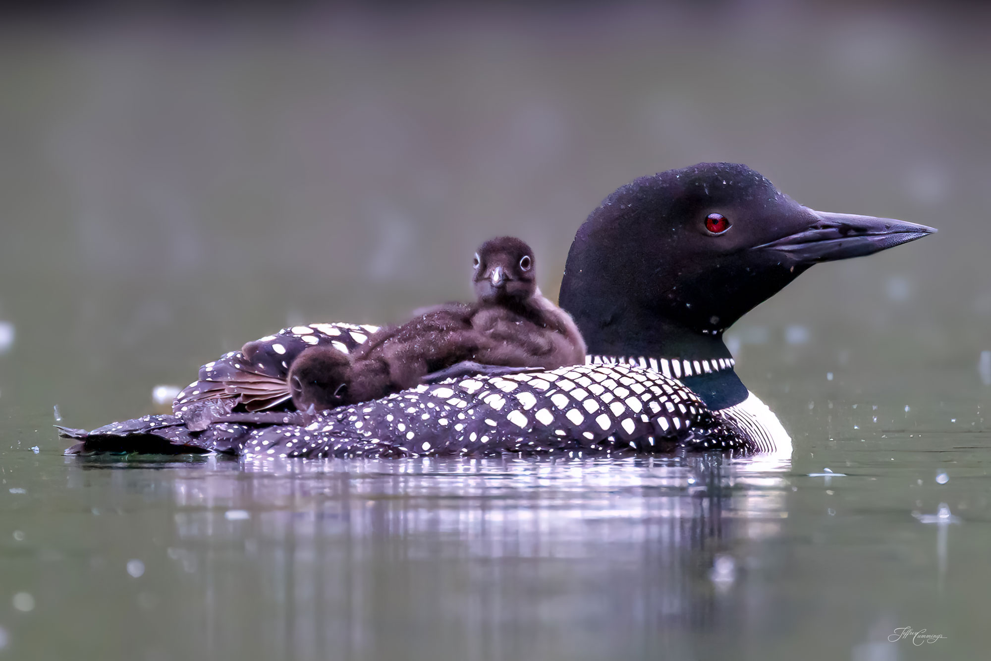 Loonlets on Dad's back