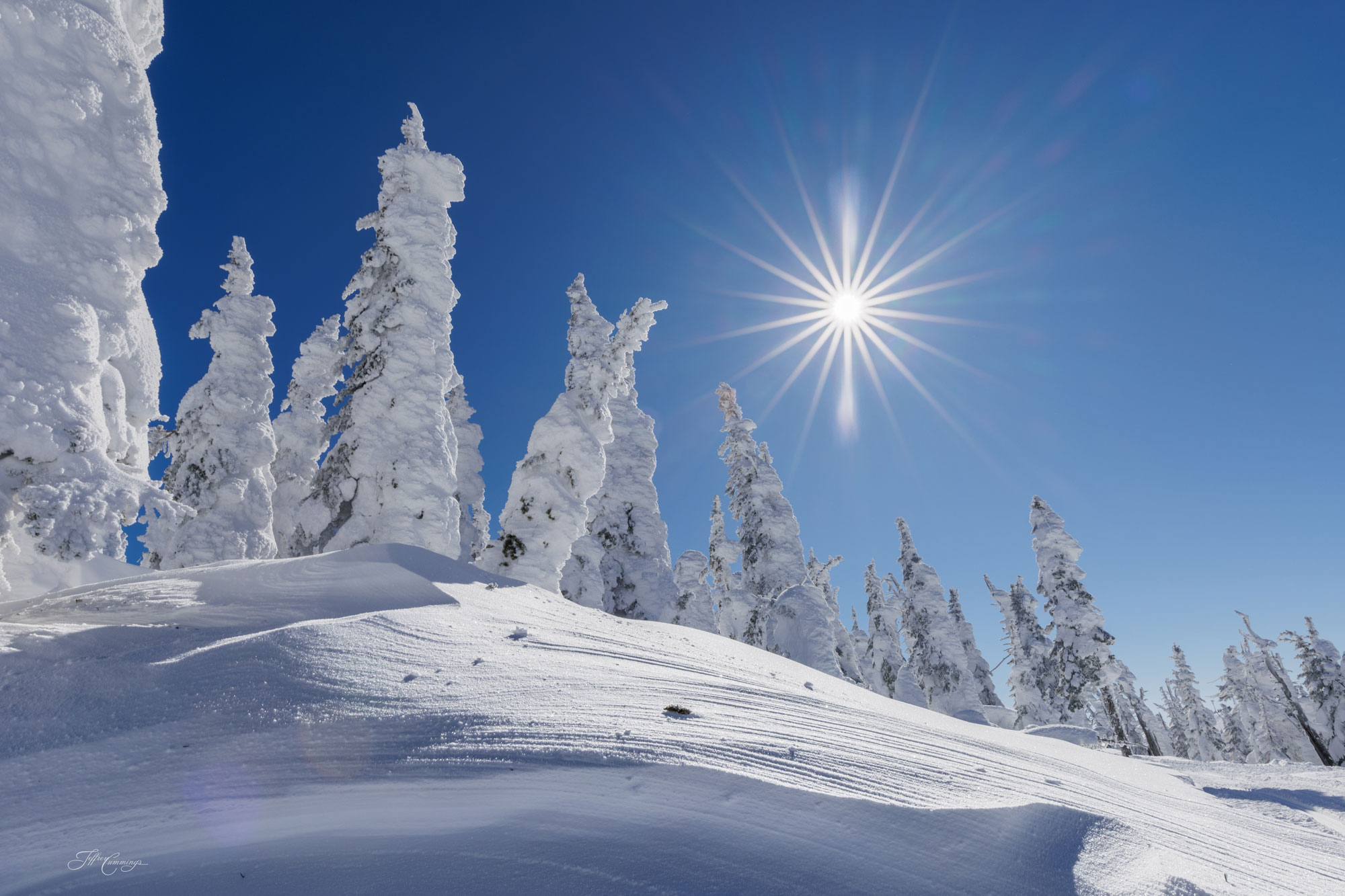 Winter Sunstar