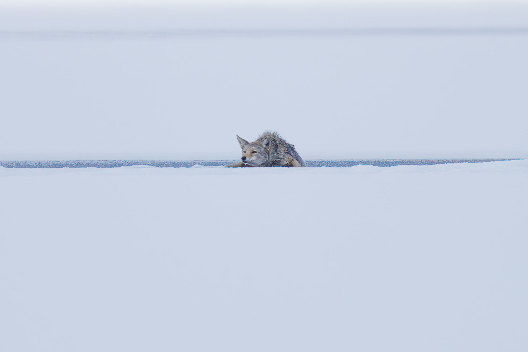 Coyote-frozen-lake-fall-1