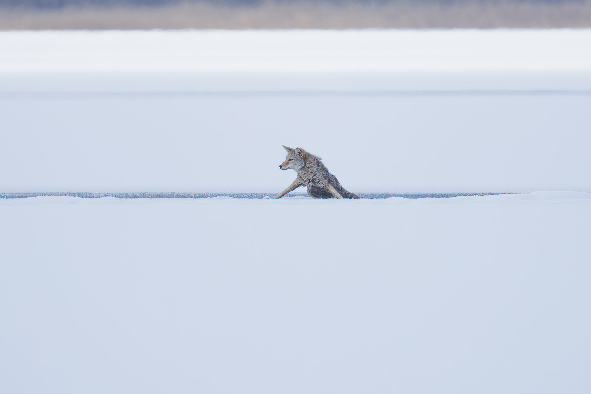 Coyote-frozen-lake-fall-2