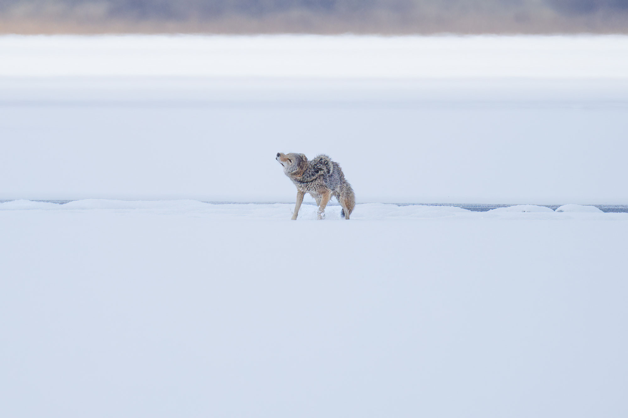 Coyote-frozen-lake-fall-3