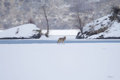 Coyote on Ice