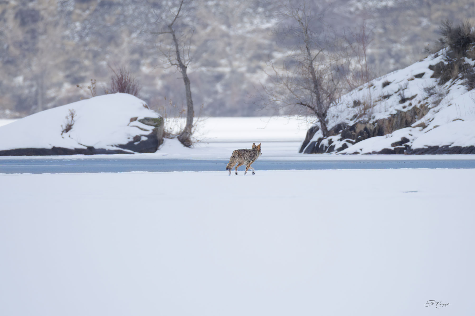 Coyote on Ice