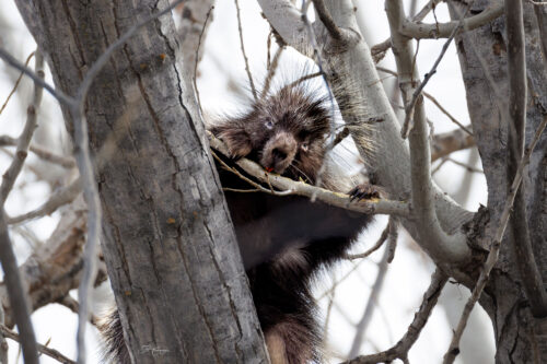 Prickly Porcupine