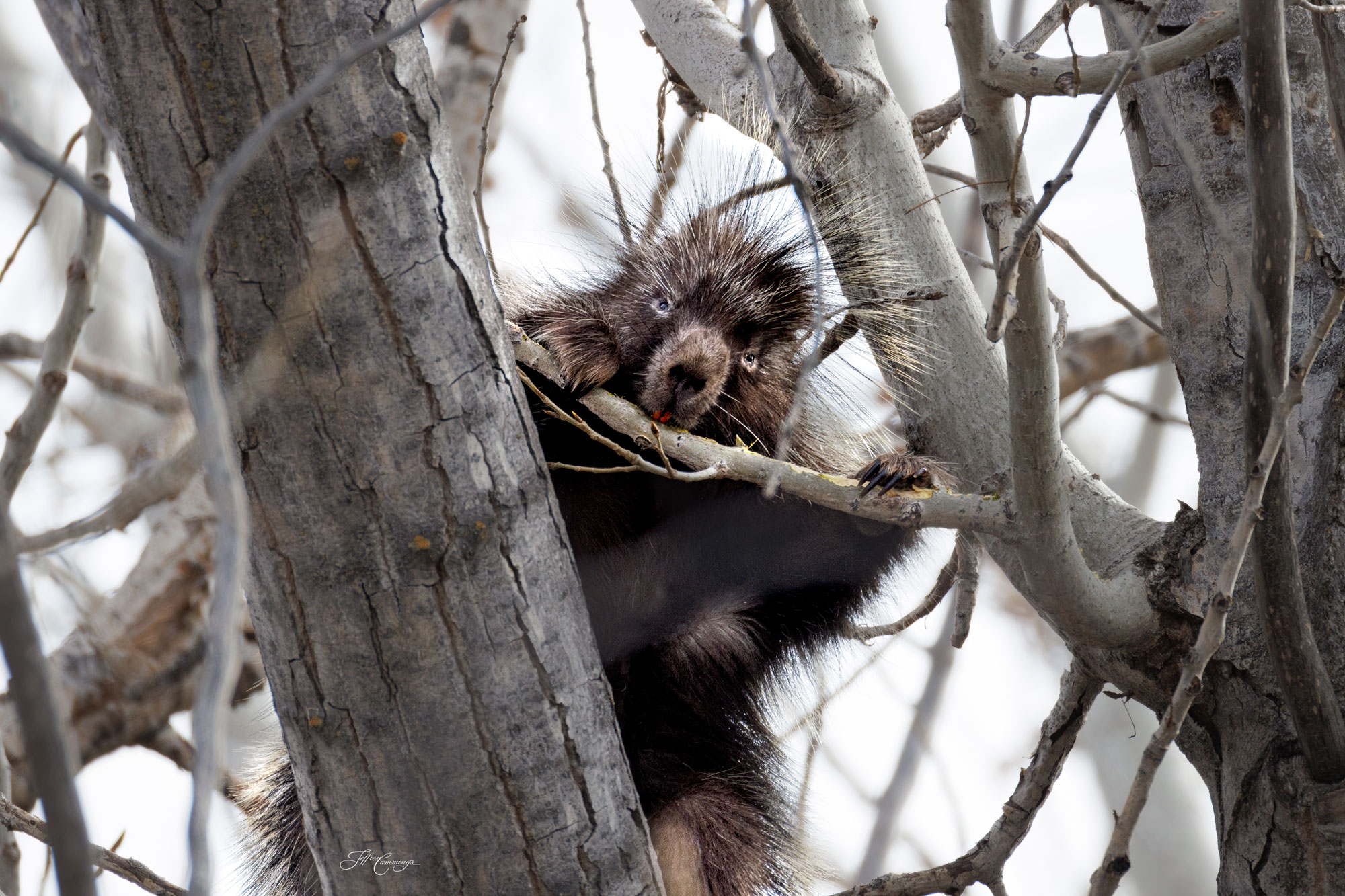 Prickly Porcupine
