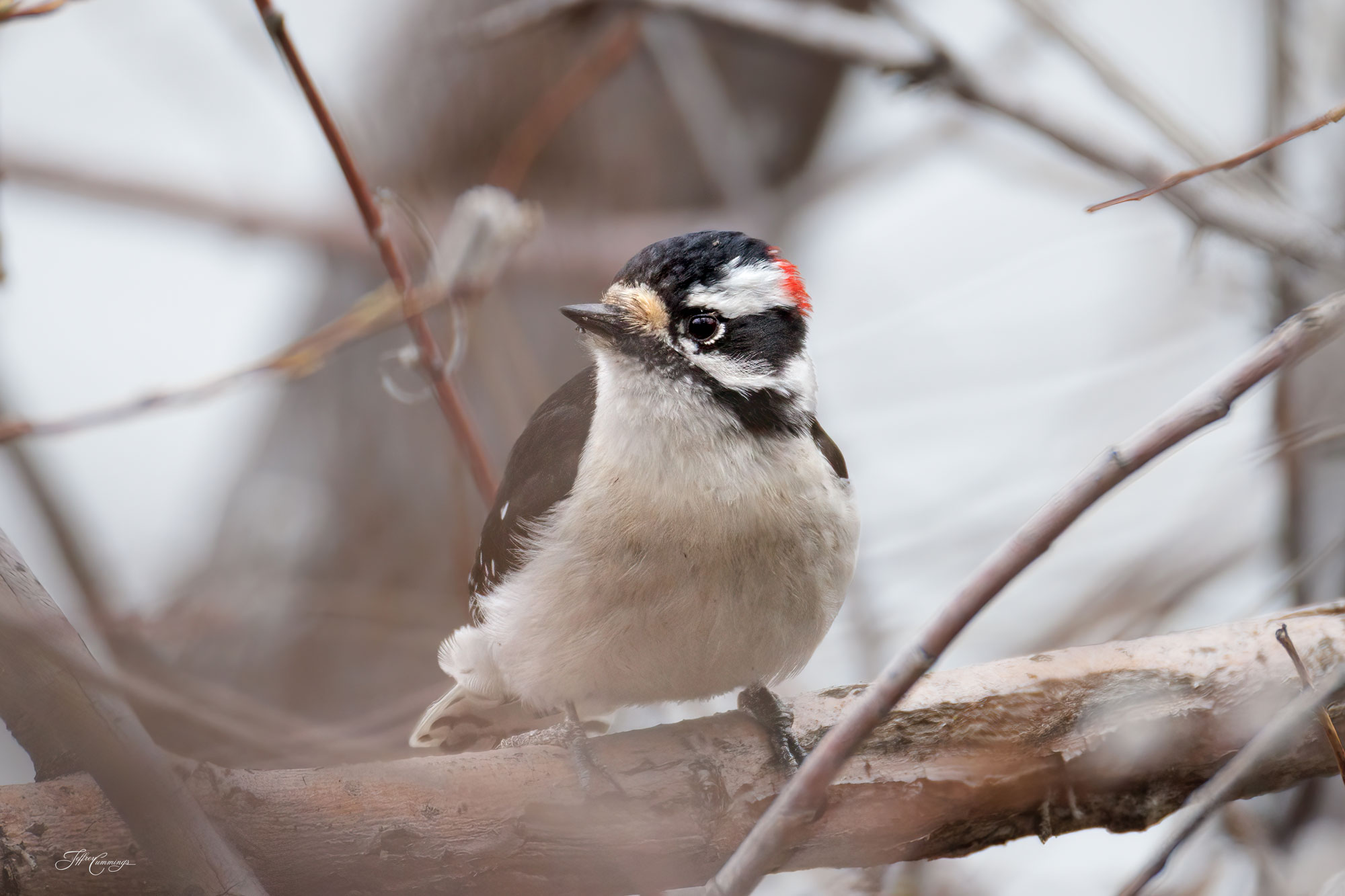 Downy Woodpecker