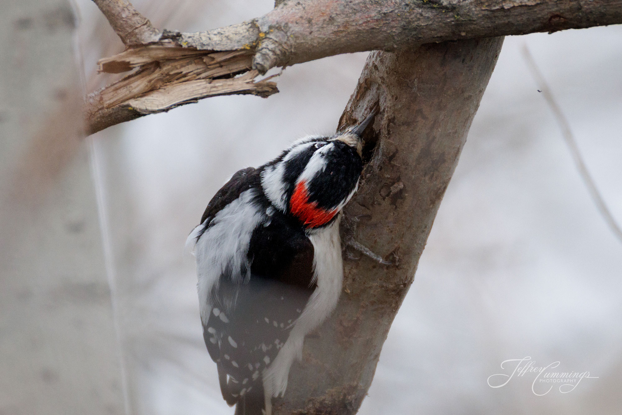 Downy Woodpecker pecking