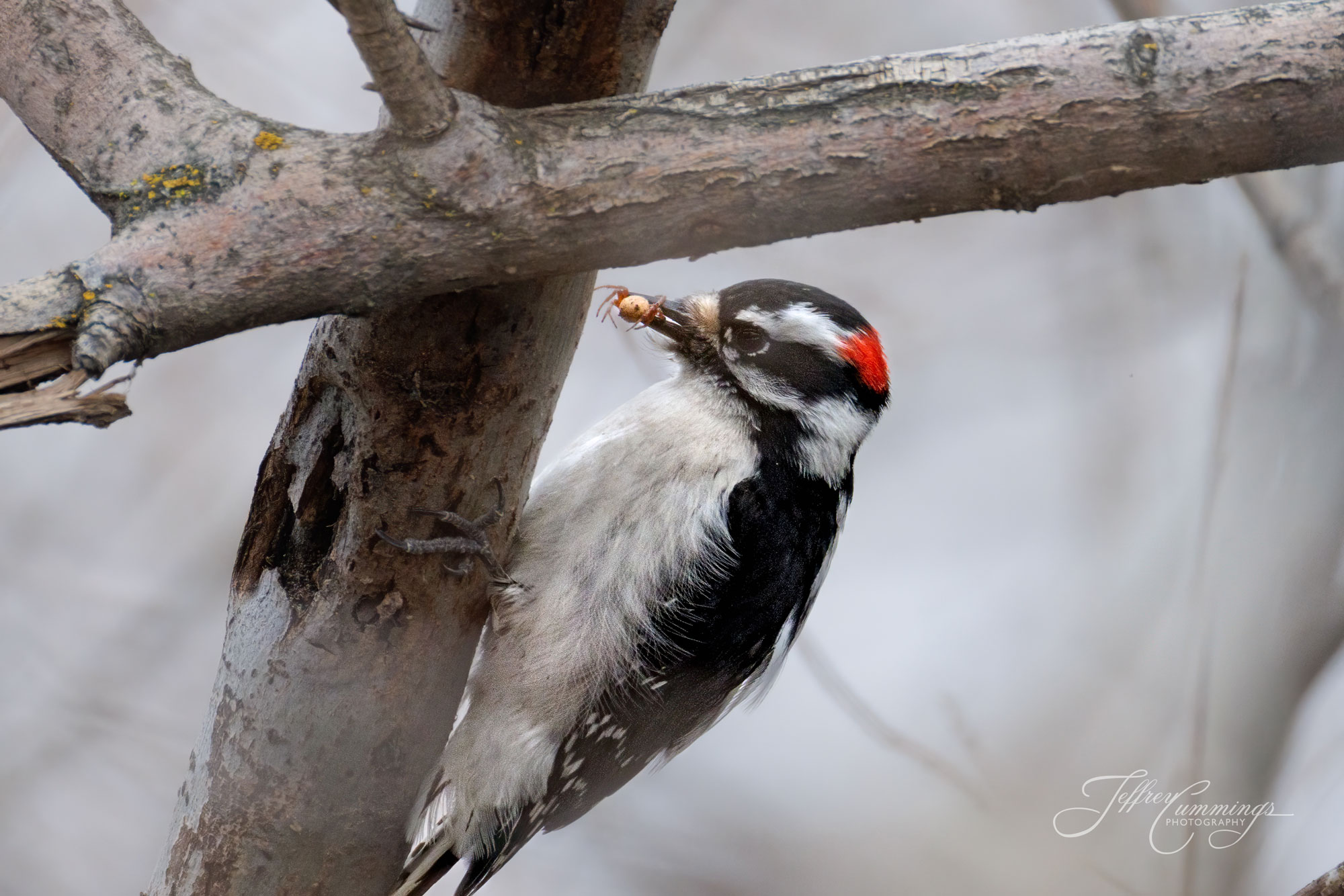 Downy Woodpecker with a spider